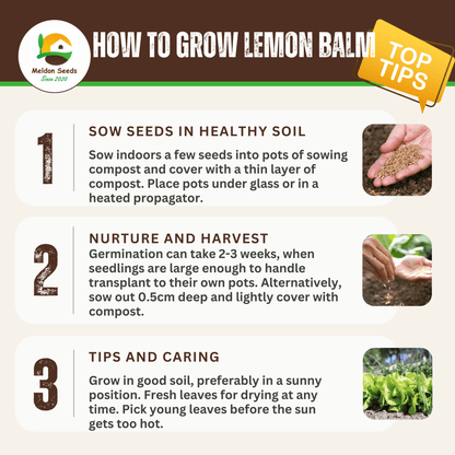 Lemon Balm 400 Seeds - Chartley Chucks