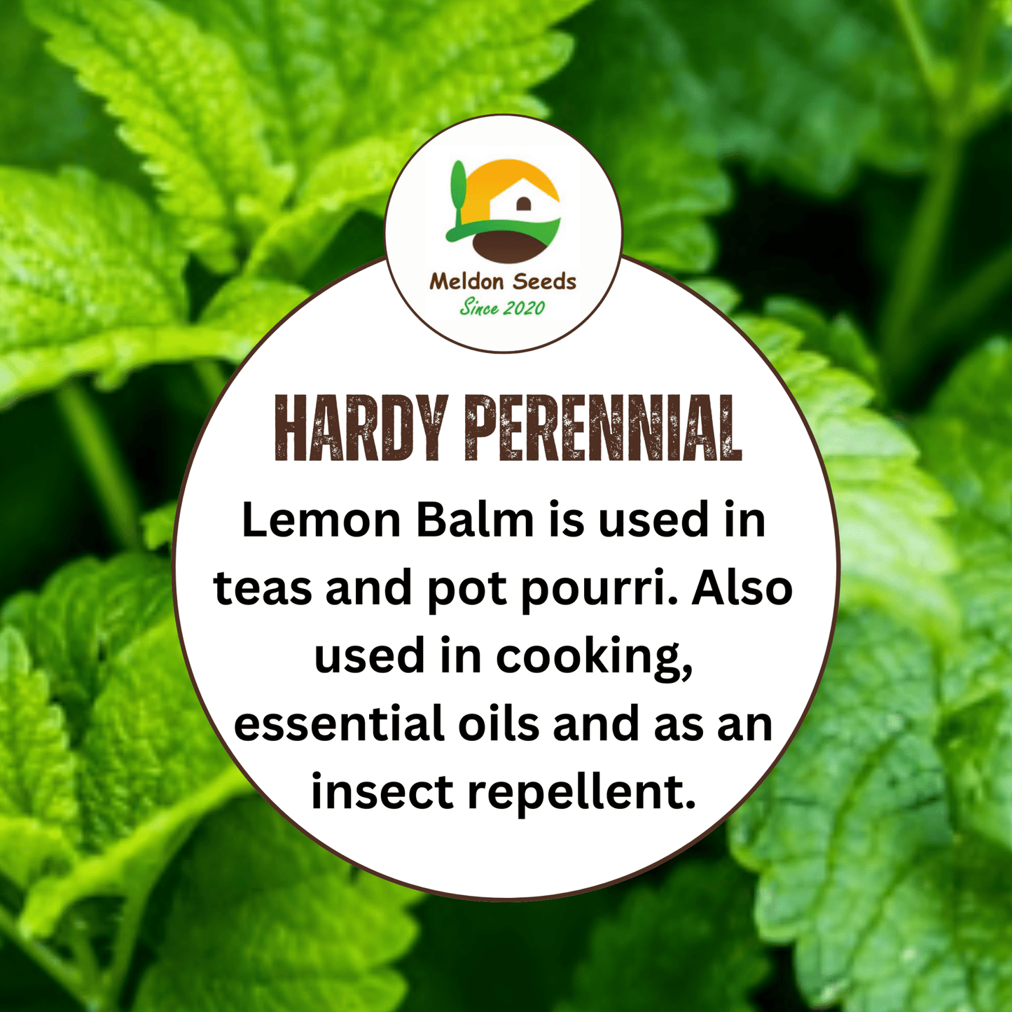 Lemon Balm 400 Seeds - Chartley Chucks