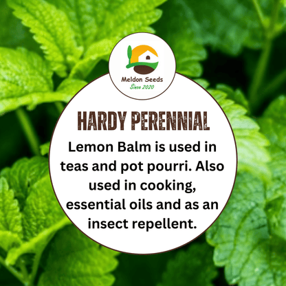 Lemon Balm 400 Seeds - Chartley Chucks