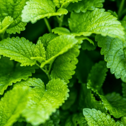 Lemon Balm 400 Seeds - Chartley Chucks