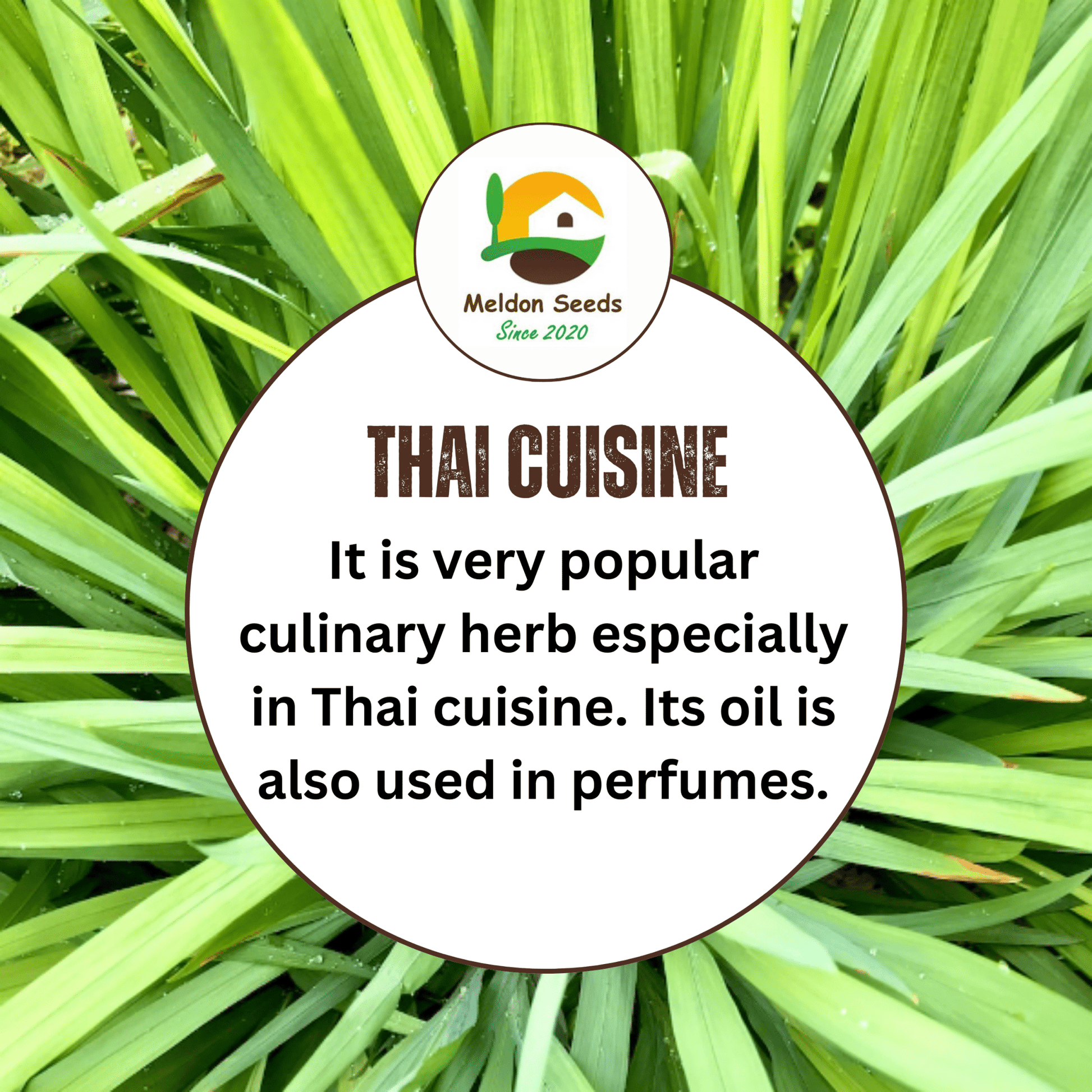 Lemon Grass 50 Seeds - Chartley Chucks