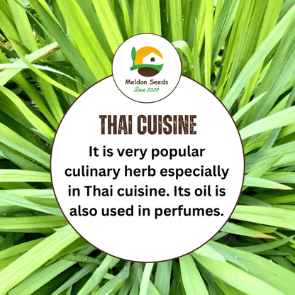 Lemon Grass 50 Seeds - Chartley Chucks