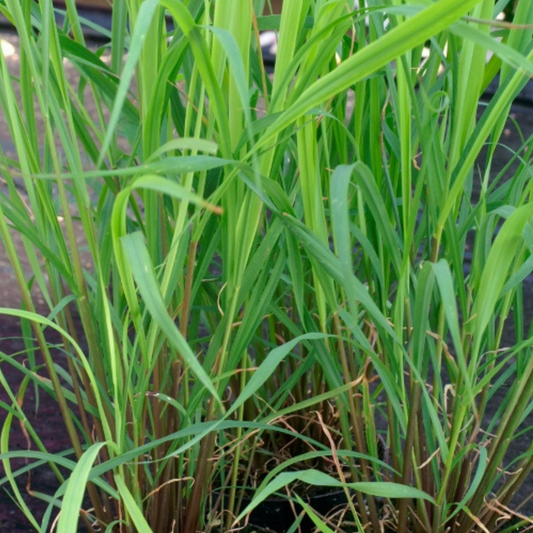 Lemon Grass 50 Seeds - Chartley Chucks