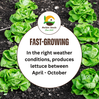 Lettuce All Year Round 450 Seeds - Chartley Chucks