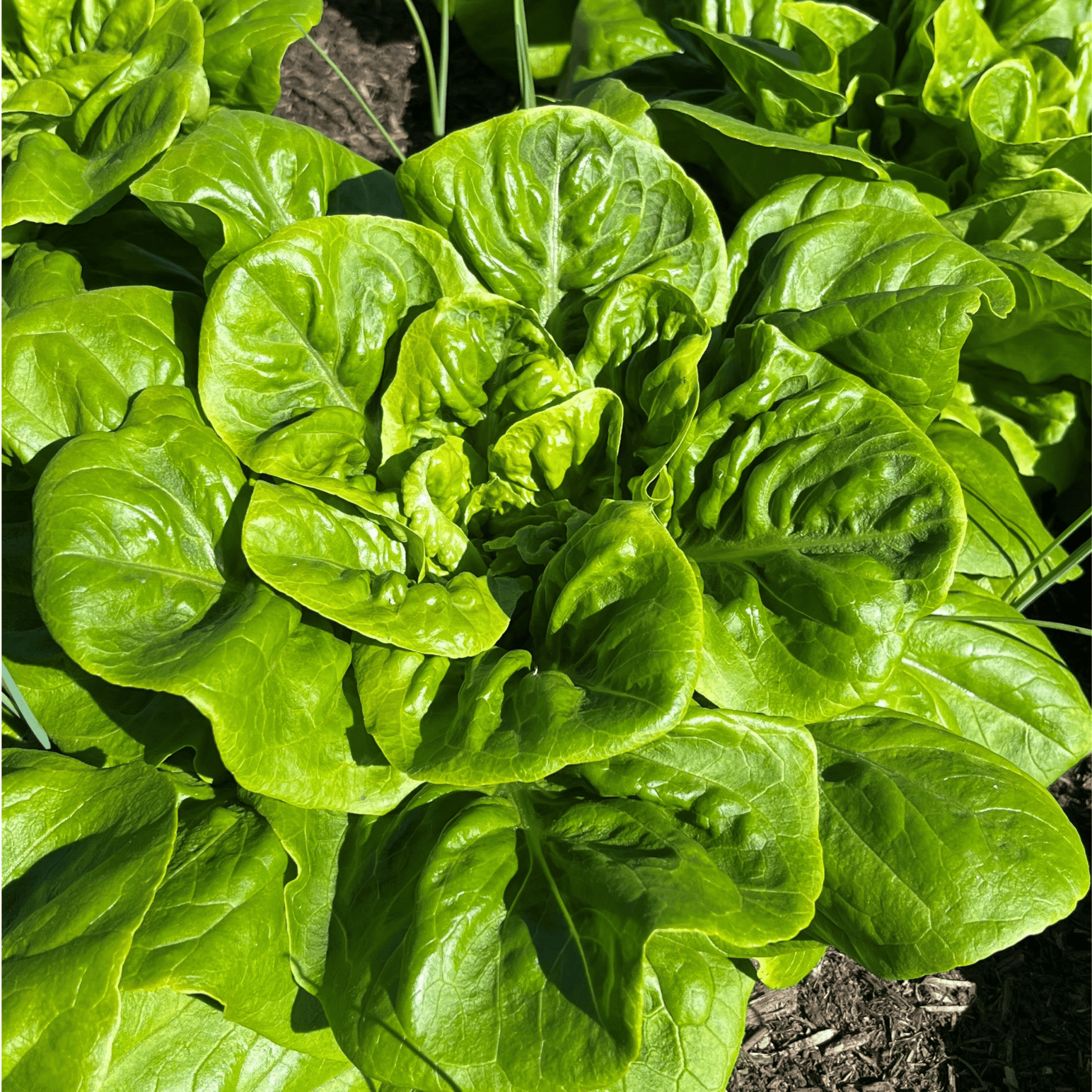 Lettuce All Year Round 450 Seeds - Chartley Chucks