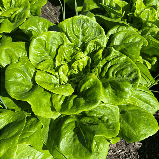 Lettuce All Year Round 450 Seeds - Chartley Chucks