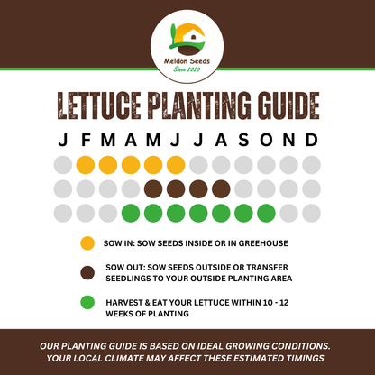 Lettuce All Year Round 450 Seeds - Chartley Chucks