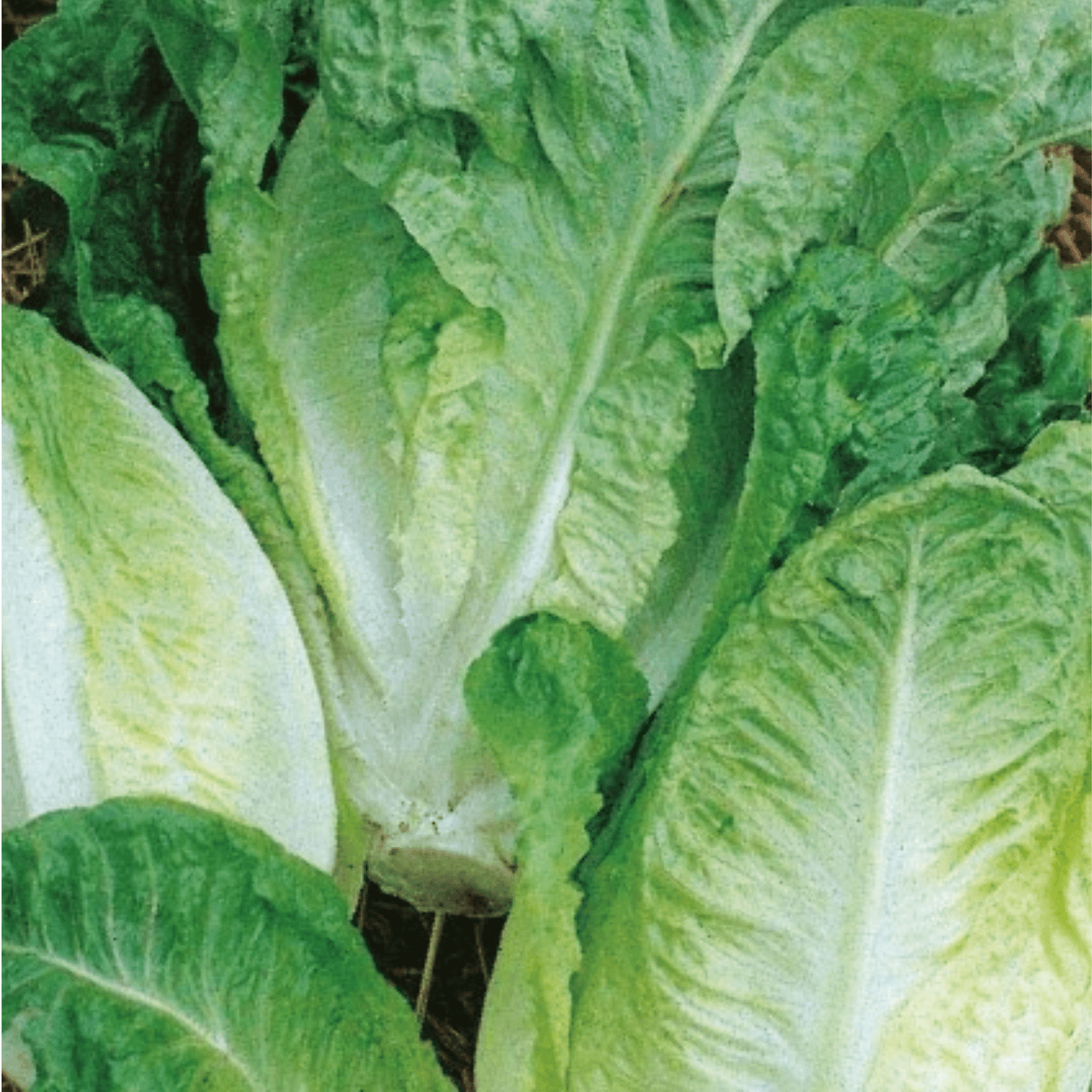 Lettuce Little Gem 500 Seeds - Chartley Chucks