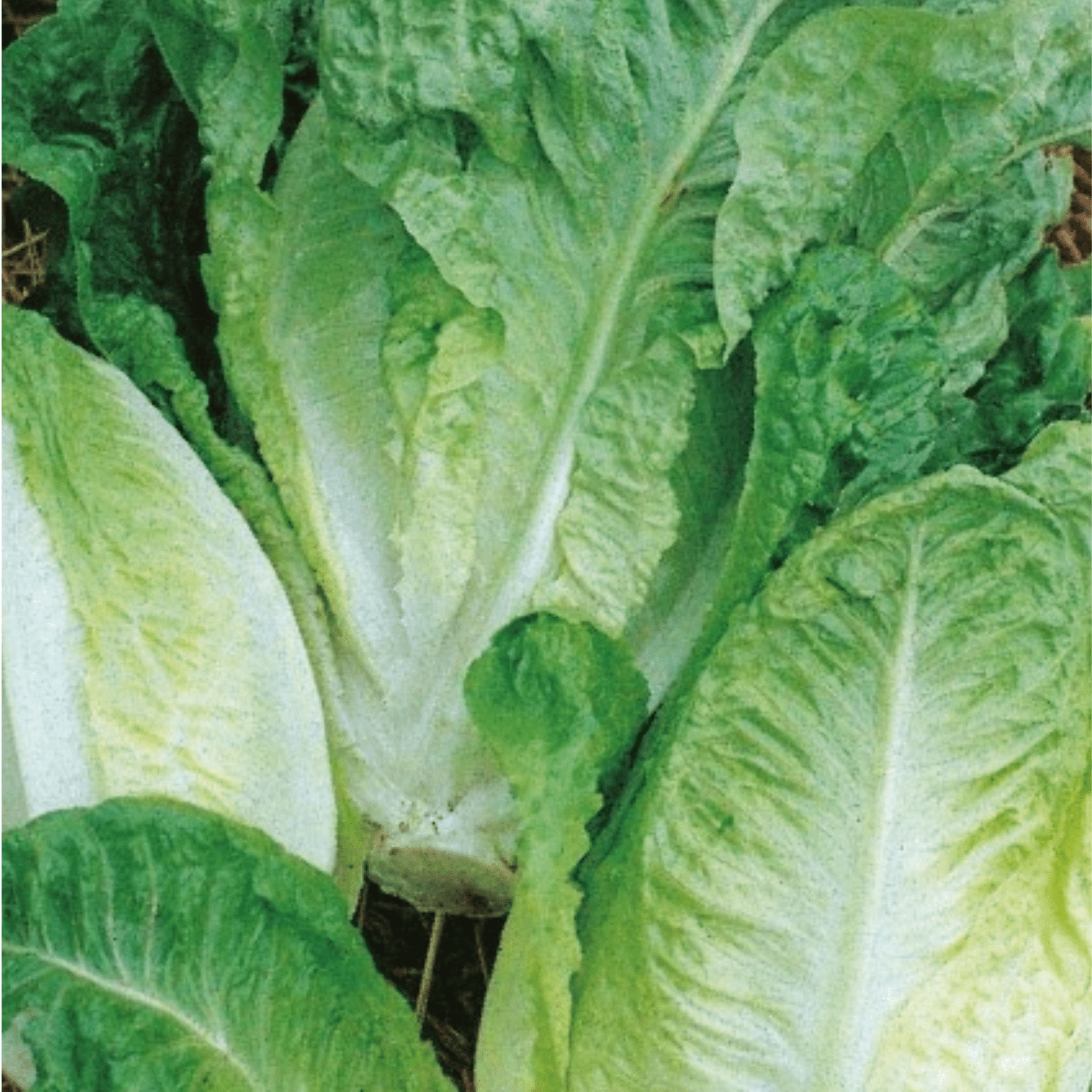 Lettuce Little Gem 500 Seeds - Chartley Chucks