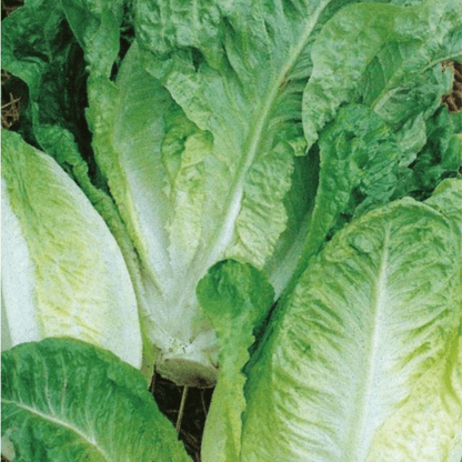 Lettuce Little Gem 500 Seeds - Chartley Chucks
