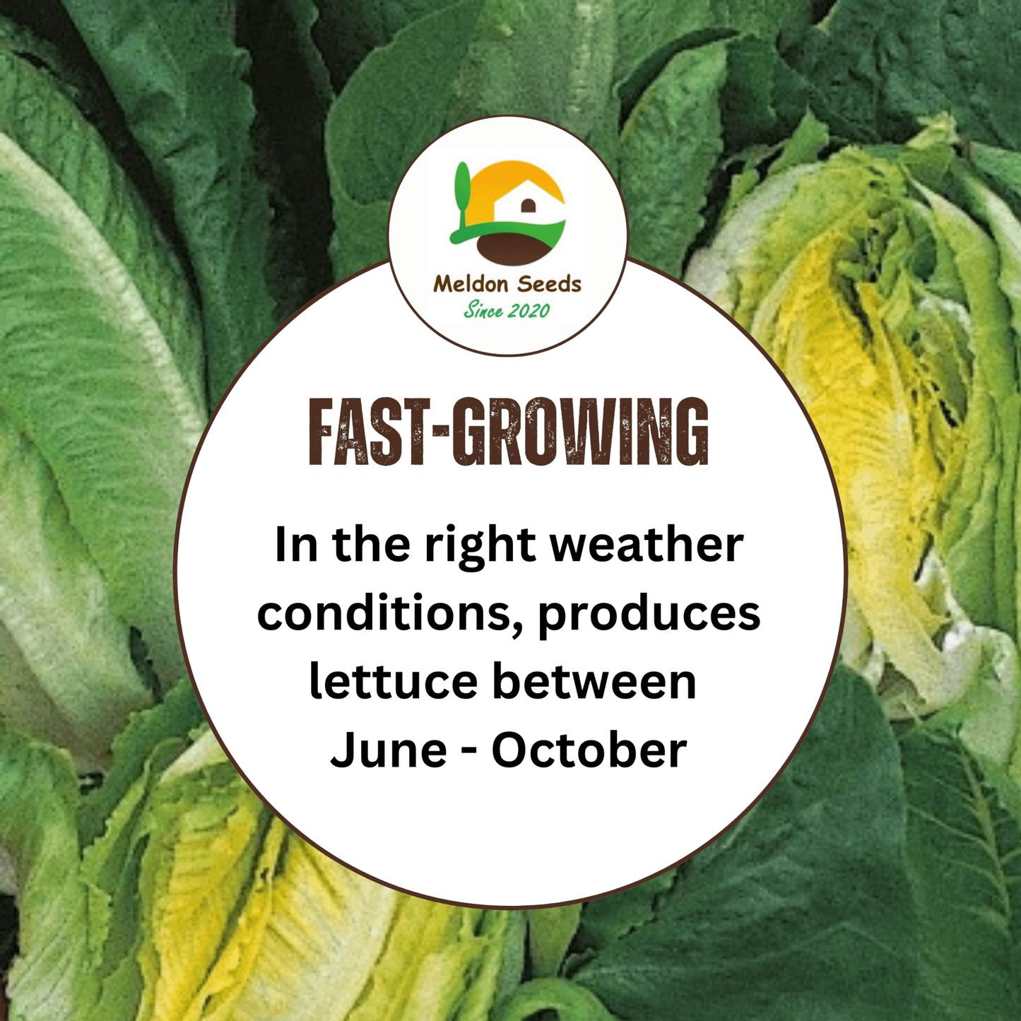 Lettuce Little Gem 500 Seeds - Chartley Chucks