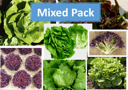 Lettuce Plug Plants MIXED PACK "Grow Your Own" Salad 'Ready to Plant Now' Young Vegetable Plants 'Eco Friendly Packaging' **Letterbox Friendly** - Chartley Chucks