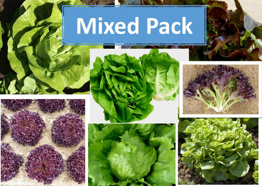 Lettuce Plug Plants MIXED PACK "Grow Your Own" Salad 'Ready to Plant Now' Young Vegetable Plants 'Eco Friendly Packaging' **Letterbox Friendly** - Chartley Chucks