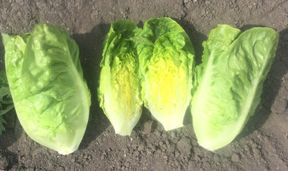 Lettuce Plug Plants MIXED PACK "Grow Your Own" Salad 'Ready to Plant Now' Young Vegetable Plants 'Eco Friendly Packaging' **Letterbox Friendly** - Chartley Chucks