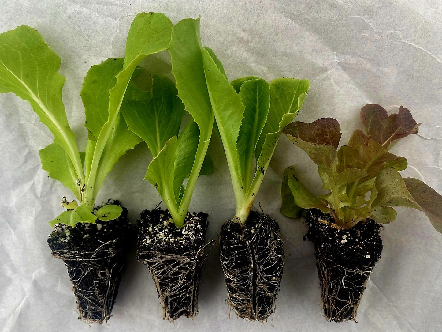 Lettuce Plug Plants MIXED PACK "Grow Your Own" Salad 'Ready to Plant Now' Young Vegetable Plants 'Eco Friendly Packaging' **Letterbox Friendly** - Chartley Chucks