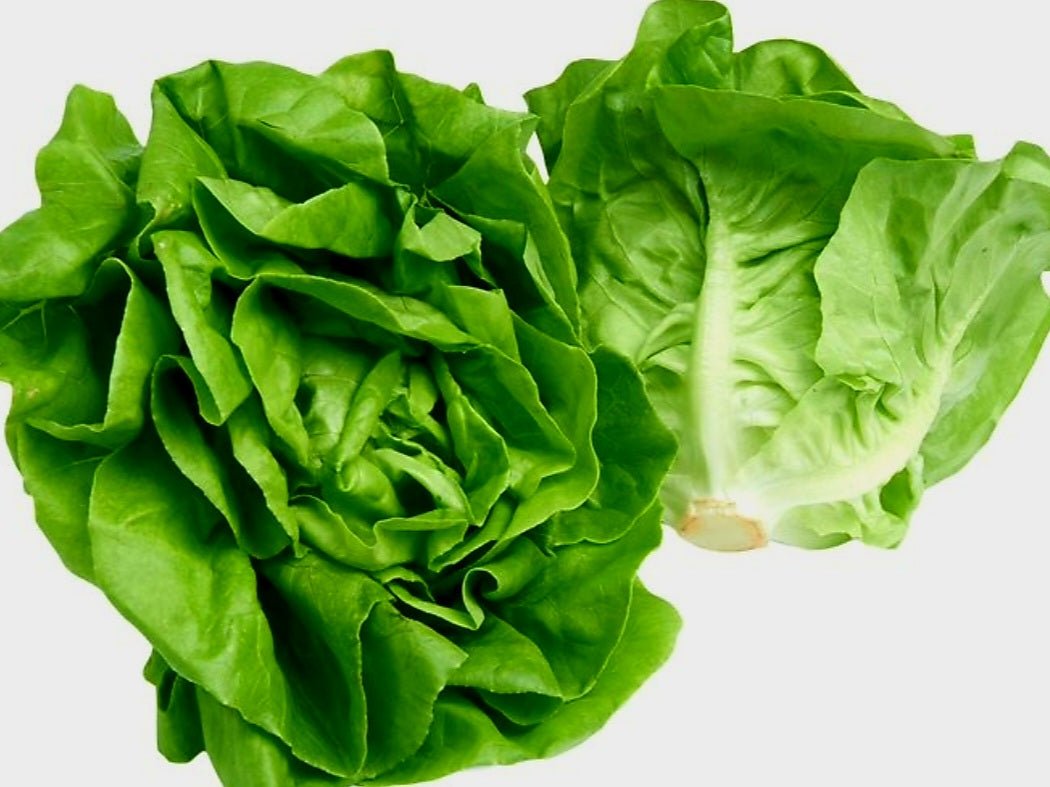 Lettuce Plug Plants MIXED PACK "Grow Your Own" Salad 'Ready to Plant Now' Young Vegetable Plants 'Eco Friendly Packaging' **Letterbox Friendly** - Chartley Chucks