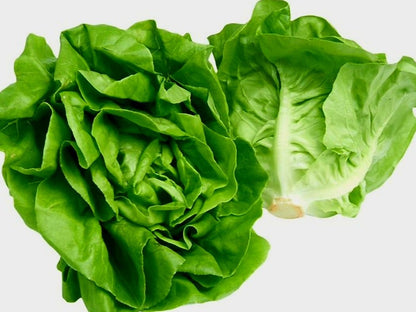 Lettuce Plug Plants MIXED PACK "Grow Your Own" Salad 'Ready to Plant Now' Young Vegetable Plants 'Eco Friendly Packaging' **Letterbox Friendly** - Chartley Chucks