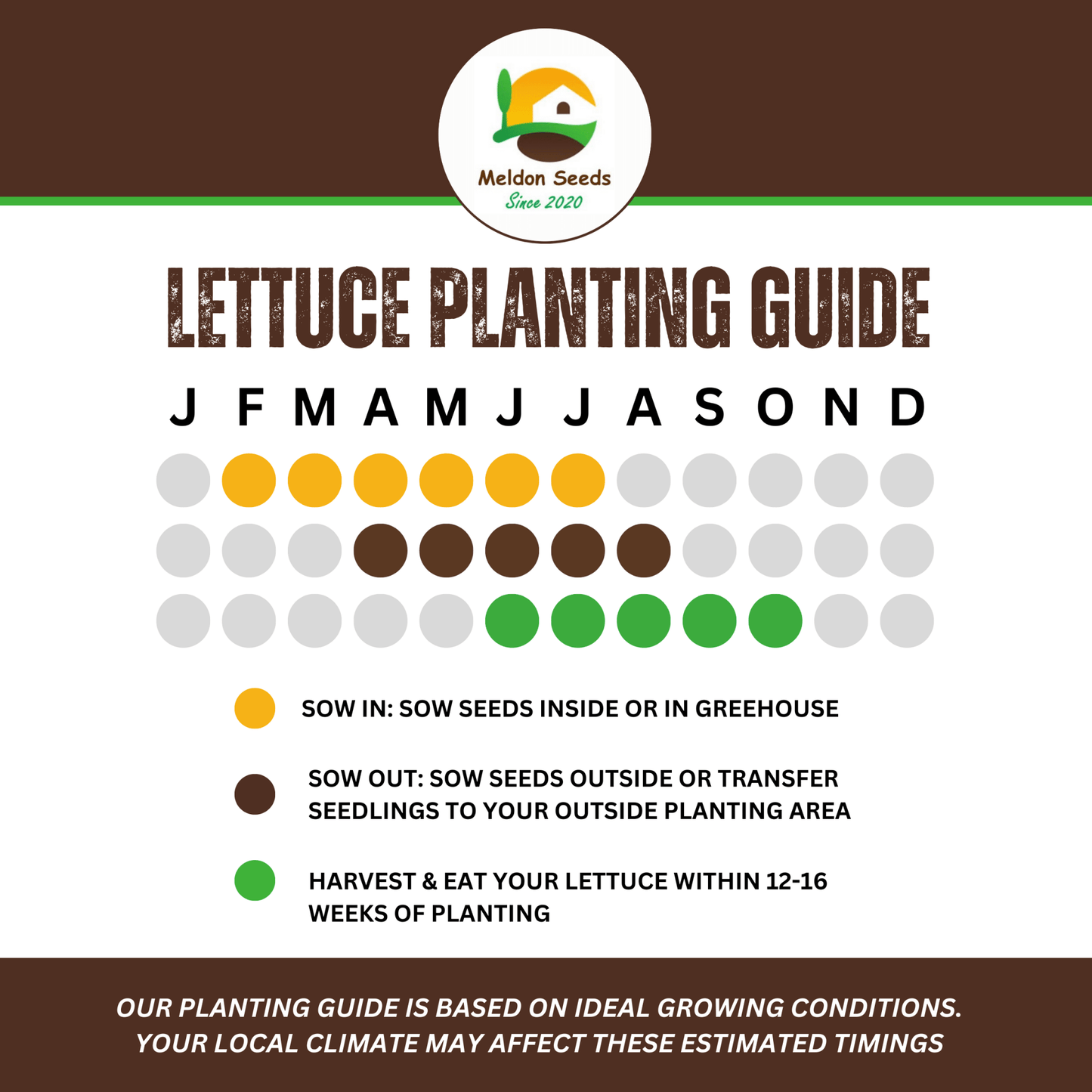 Lettuce Saladin (iceberg) 500 Seeds - Chartley Chucks