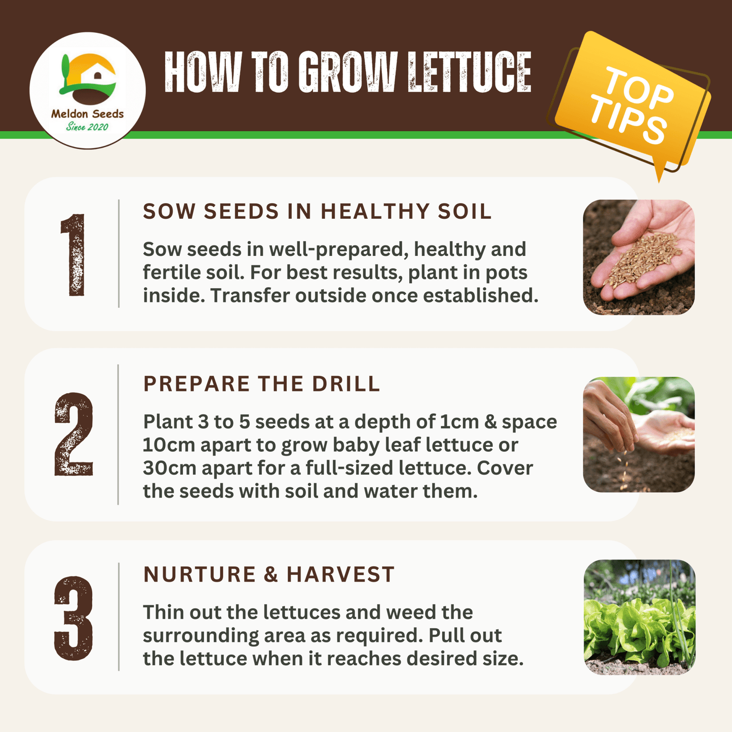 Lettuce Saladin (iceberg) 500 Seeds - Chartley Chucks