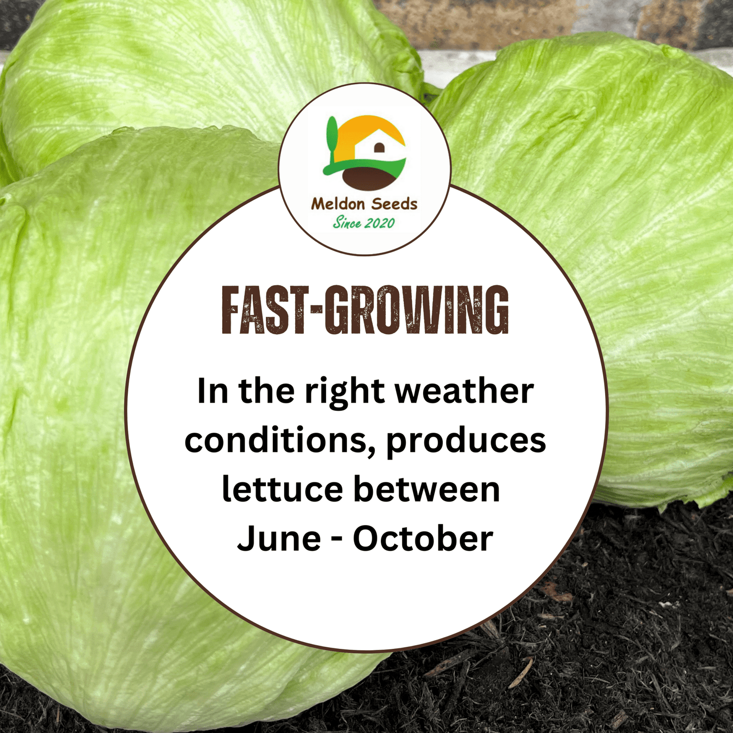 Lettuce Saladin (iceberg) 500 Seeds - Chartley Chucks