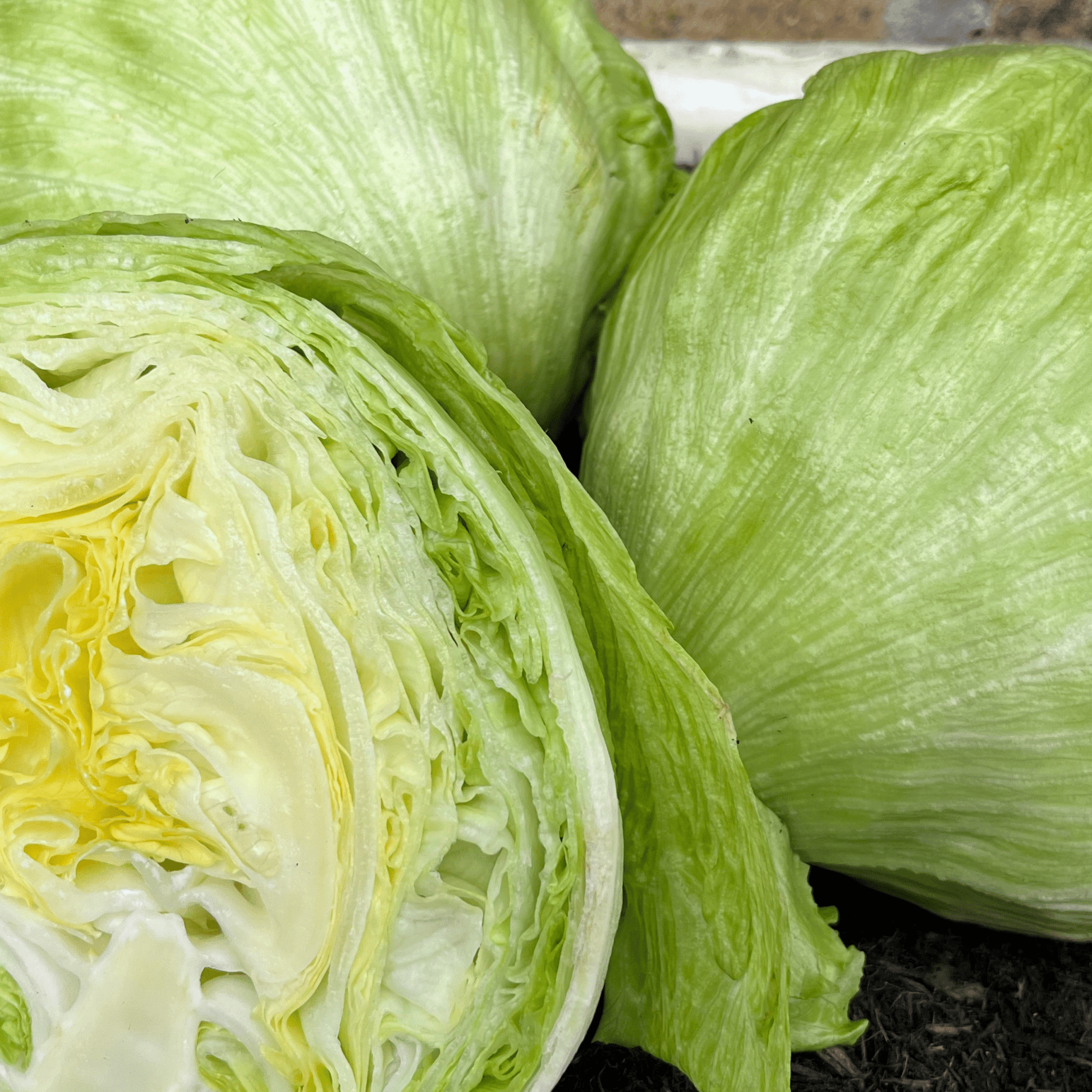 Lettuce Saladin (iceberg) 500 Seeds - Chartley Chucks