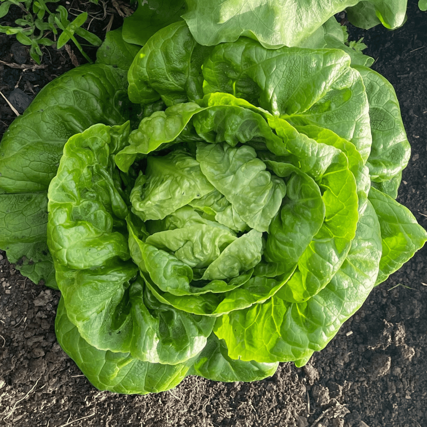 Lettuce Winter Density 400 Seeds - Chartley Chucks