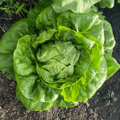 Lettuce Winter Density 400 Seeds - Chartley Chucks