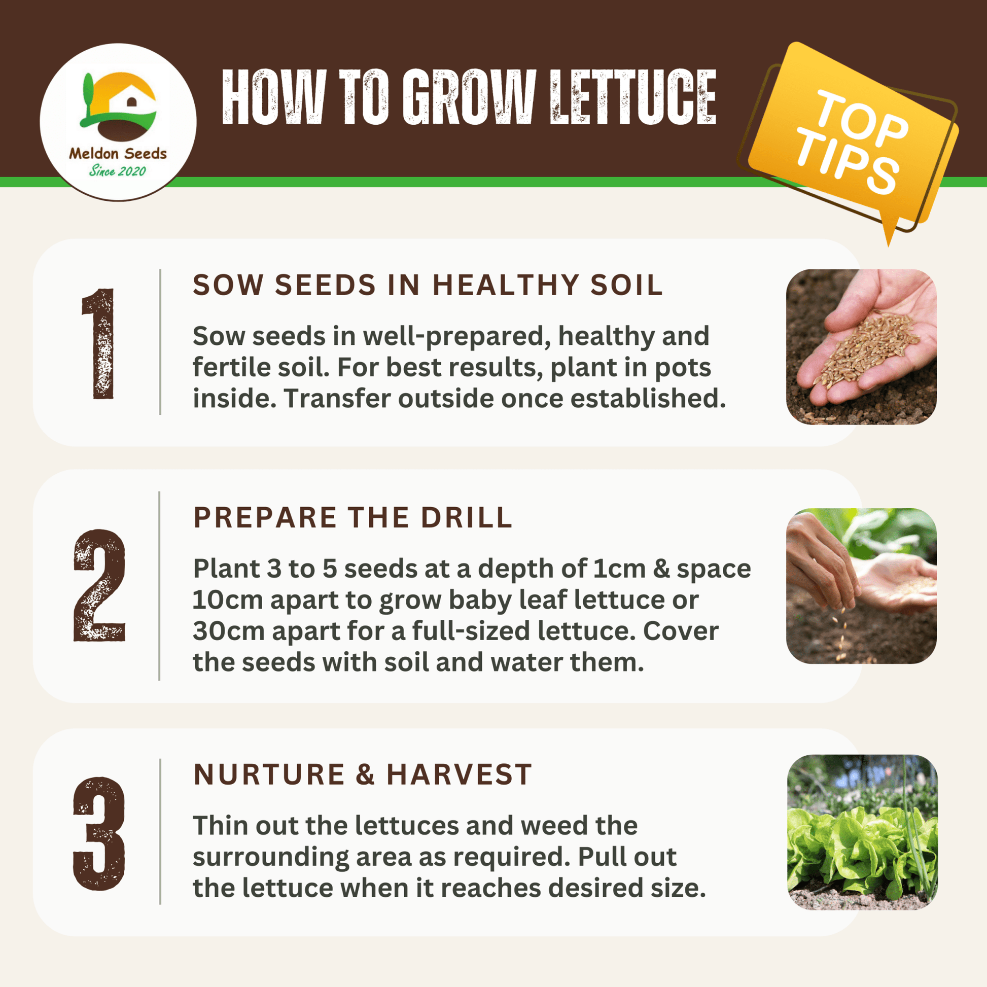 Lettuce Winter Density 400 Seeds - Chartley Chucks