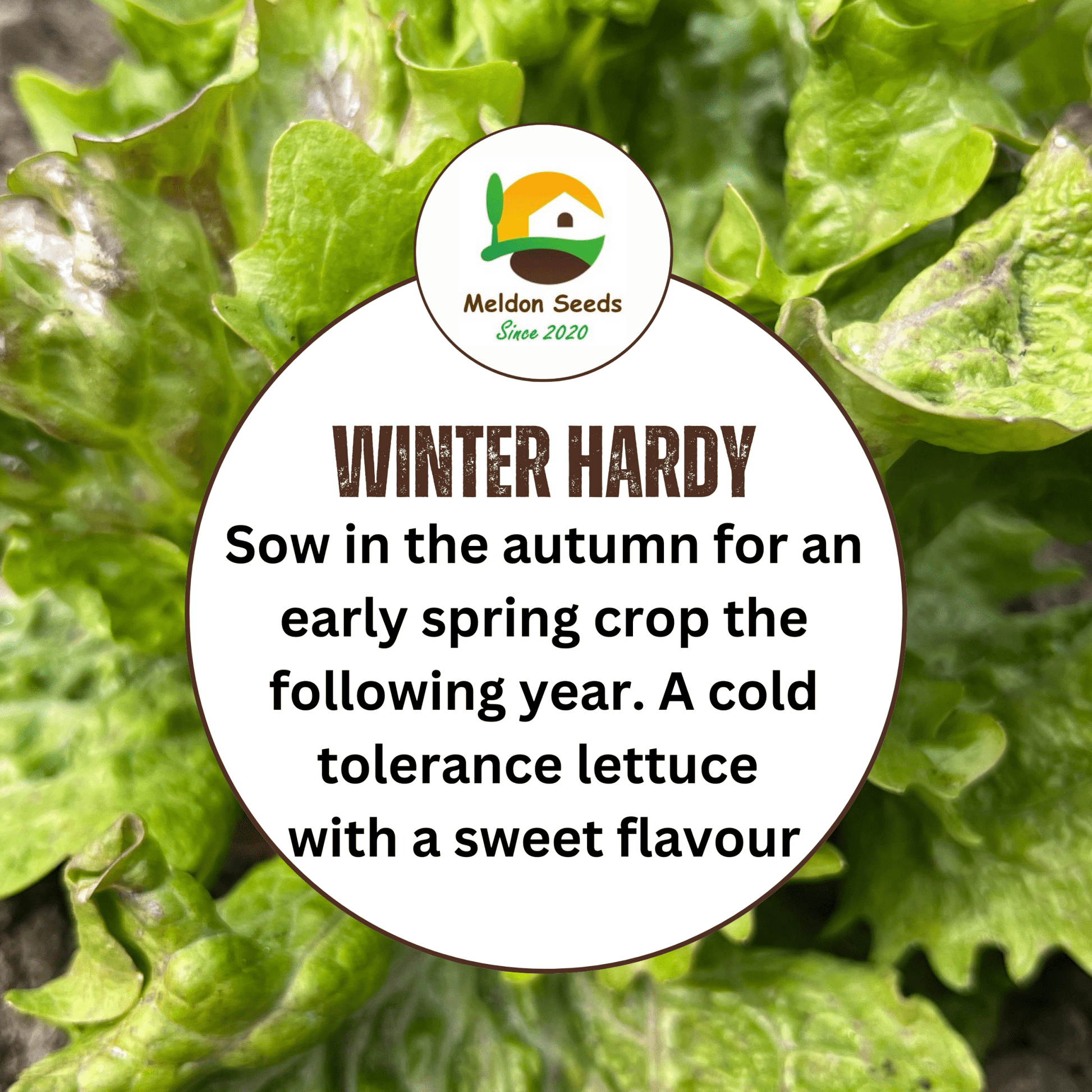 Lettuce Winter Density 400 Seeds - Chartley Chucks