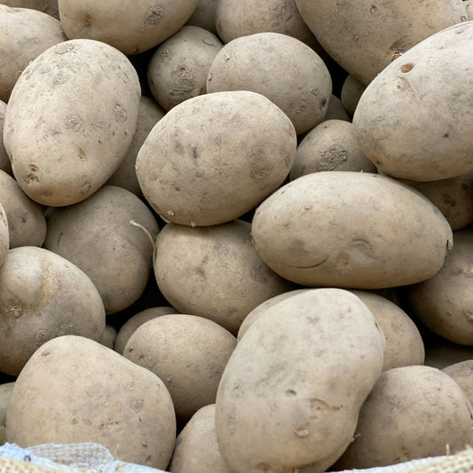 Maris Peer Seed Potatoes 2KG - Chartley Chucks