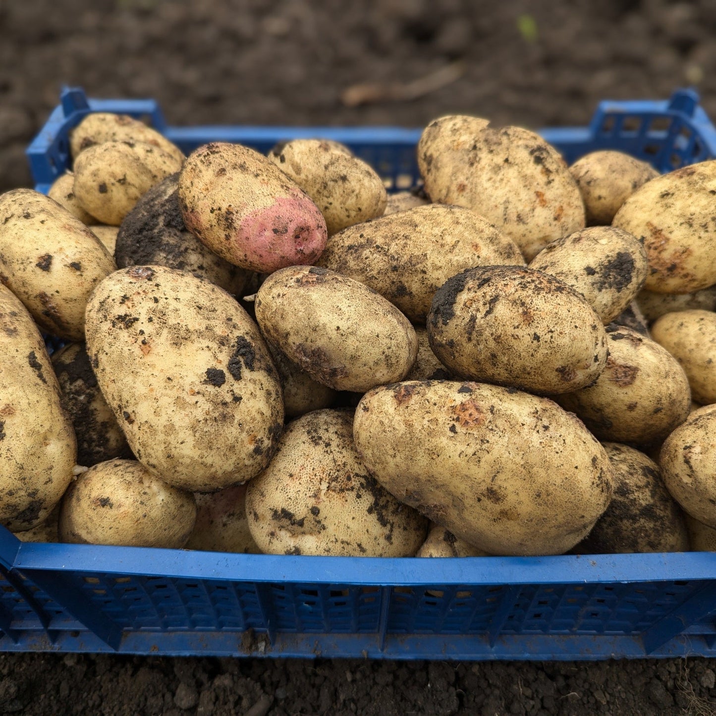 Maris Piper Seed Potatoes 2KG - Chartley Chucks