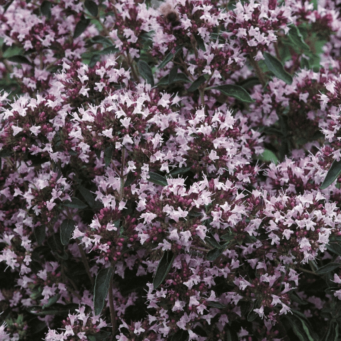 Marjoram Pot 500 Seeds - Chartley Chucks