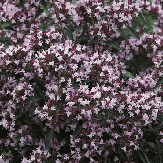 Marjoram Pot 500 Seeds - Chartley Chucks