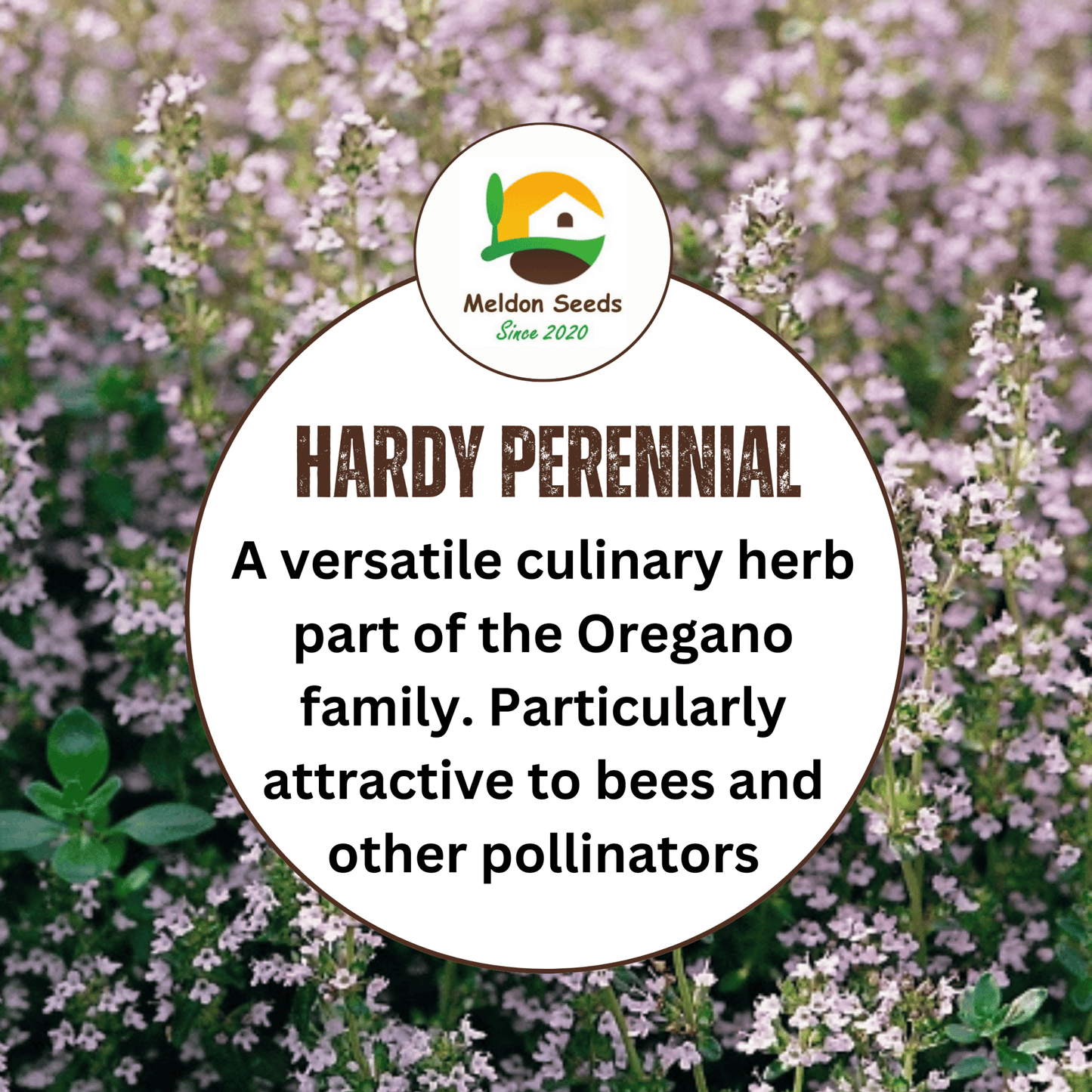 Marjoram Pot 500 Seeds - Chartley Chucks