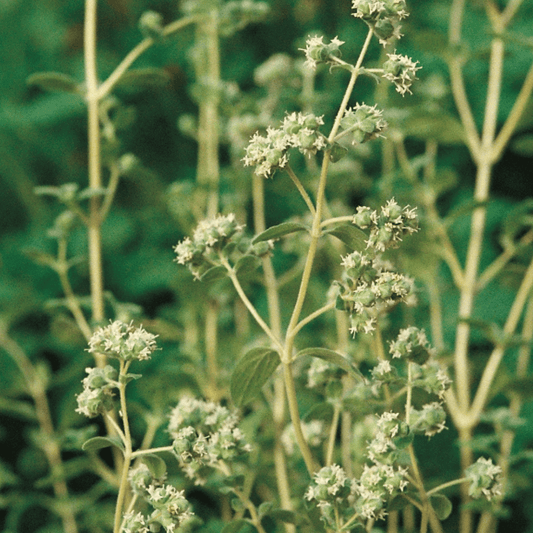 Marjoram Sweet 400 Seeds - Chartley Chucks