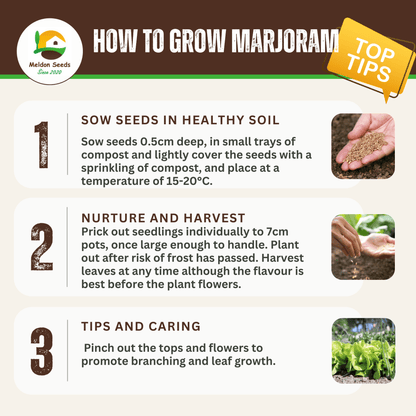 Marjoram Sweet 400 Seeds - Chartley Chucks