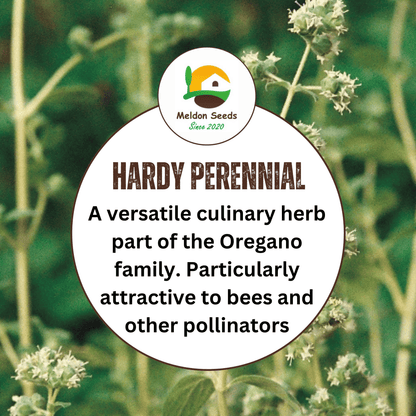 Marjoram Sweet 400 Seeds - Chartley Chucks