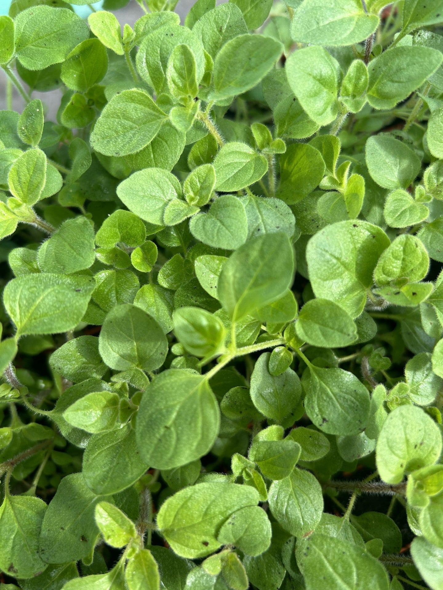 Marjoram Sweet Herb Plug Plants "Grow your Own" Herbs **LETTERBOX FRIENDLY** - Chartley Chucks