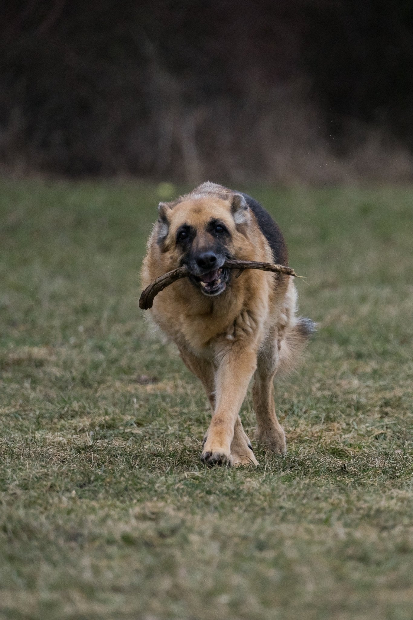 Max Strength Plus Premium Canine Joint Supplement From - Chartley Chucks