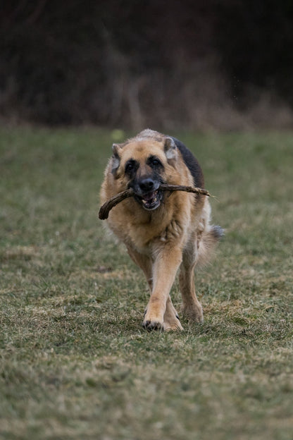 Max Strength Plus Premium Canine Joint Supplement From - Chartley Chucks