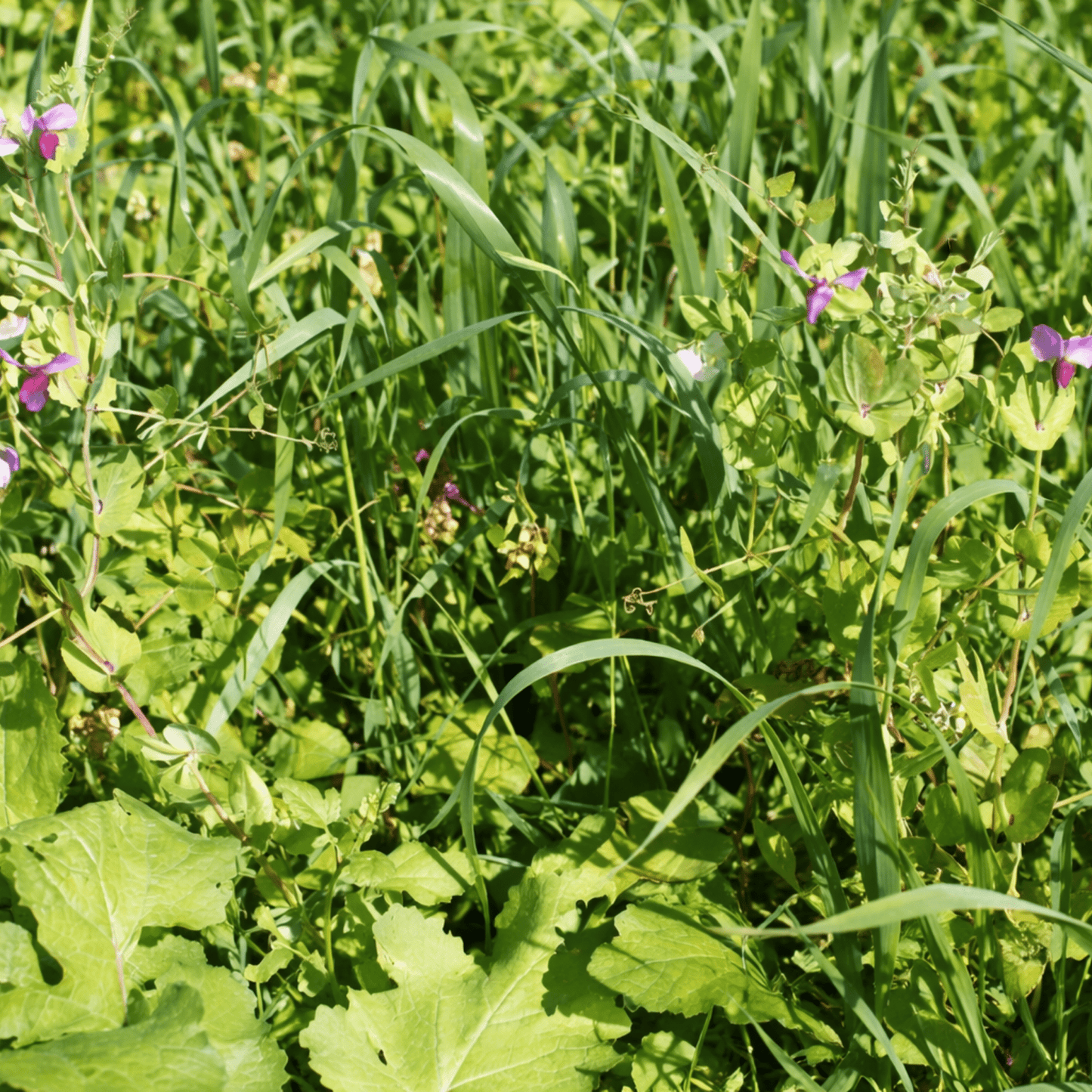 Meldon Seeds – Autumn and Winter Green Manure Mix - 1kg - Chartley Chucks