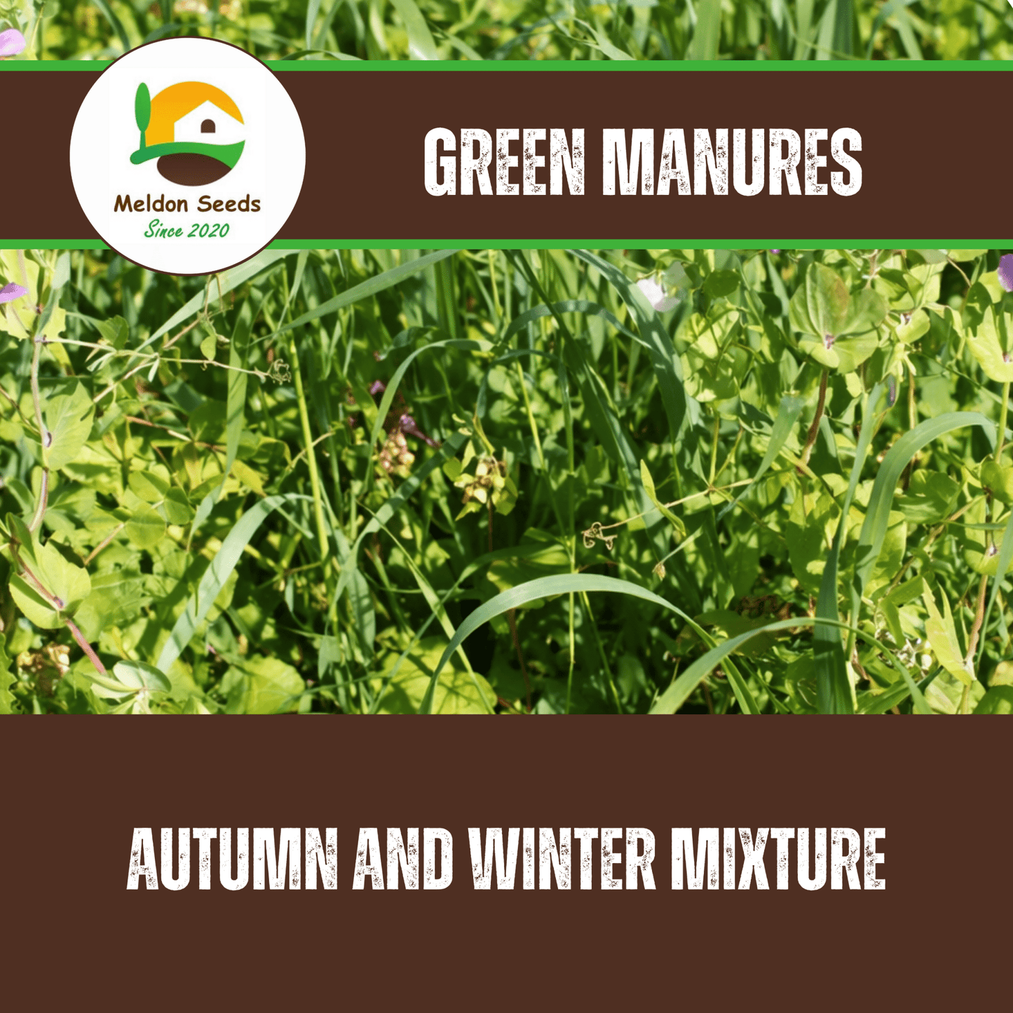 Meldon Seeds – Autumn and Winter Green Manure Mix - 1kg - Chartley Chucks