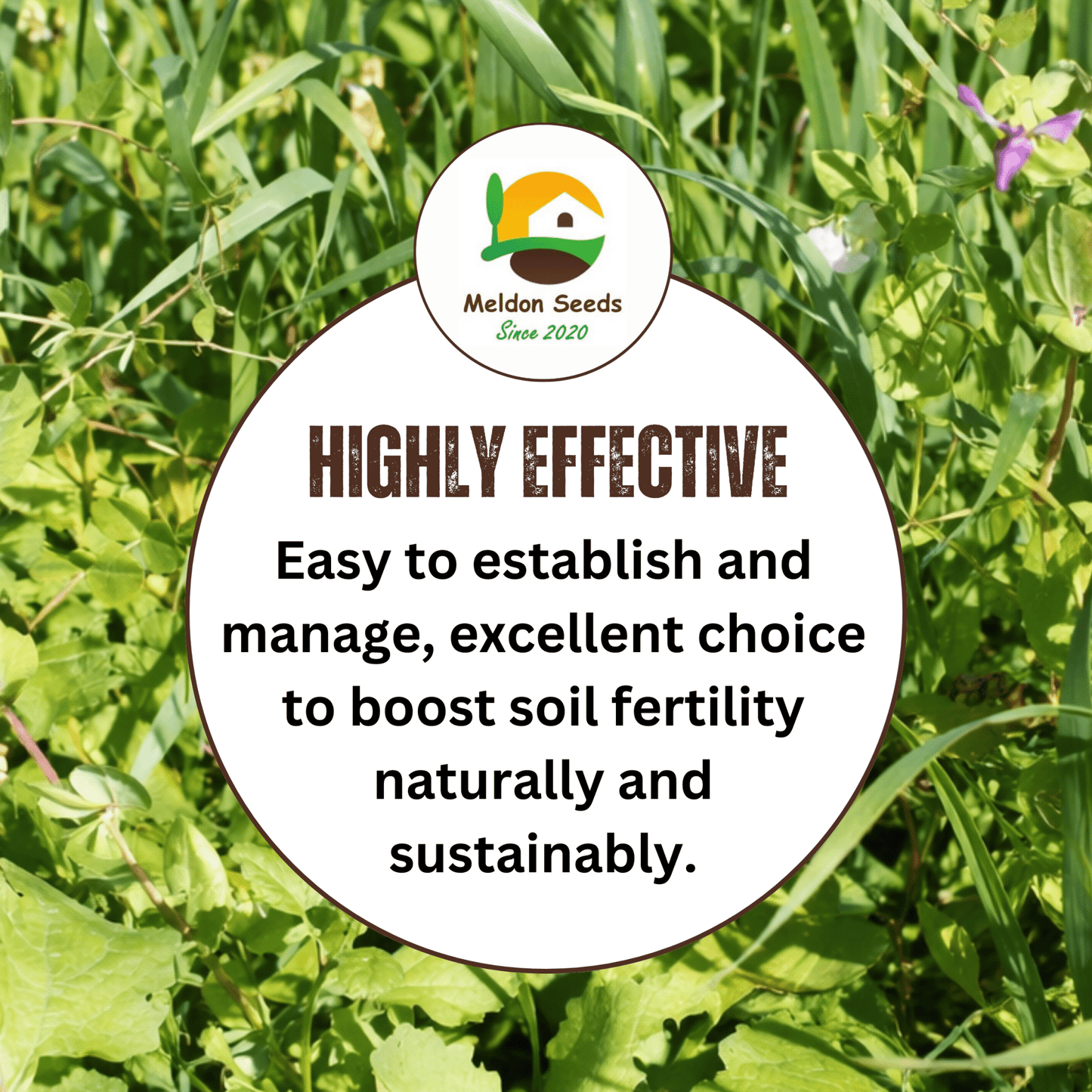 Meldon Seeds – Autumn and Winter Green Manure Mix - 1kg - Chartley Chucks