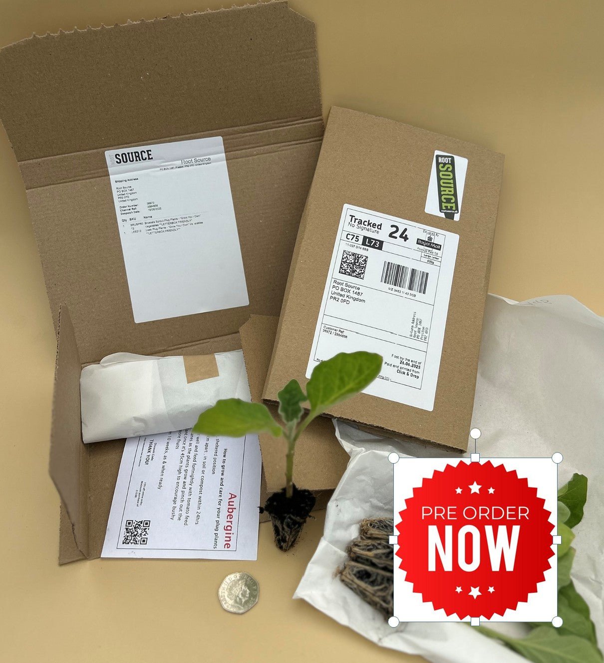 Mini Orange Pumpkin Plug Plants "Grow Your Own" Fruit **Letterbox Friendly** Eco Friendly Packaging - Chartley Chucks