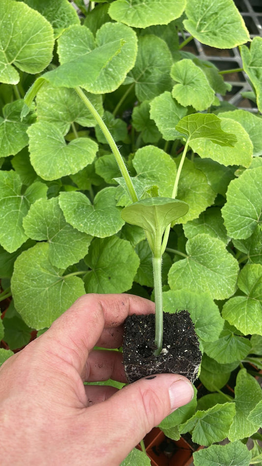 Mini Orange Pumpkin Plug Plants "Grow Your Own" Fruit **Letterbox Friendly** Eco Friendly Packaging - Chartley Chucks