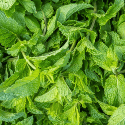 Mint Peppermint 200 Seeds - Chartley Chucks