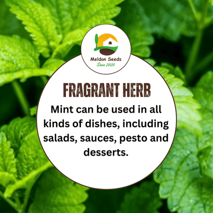 Mint Peppermint 200 Seeds - Chartley Chucks