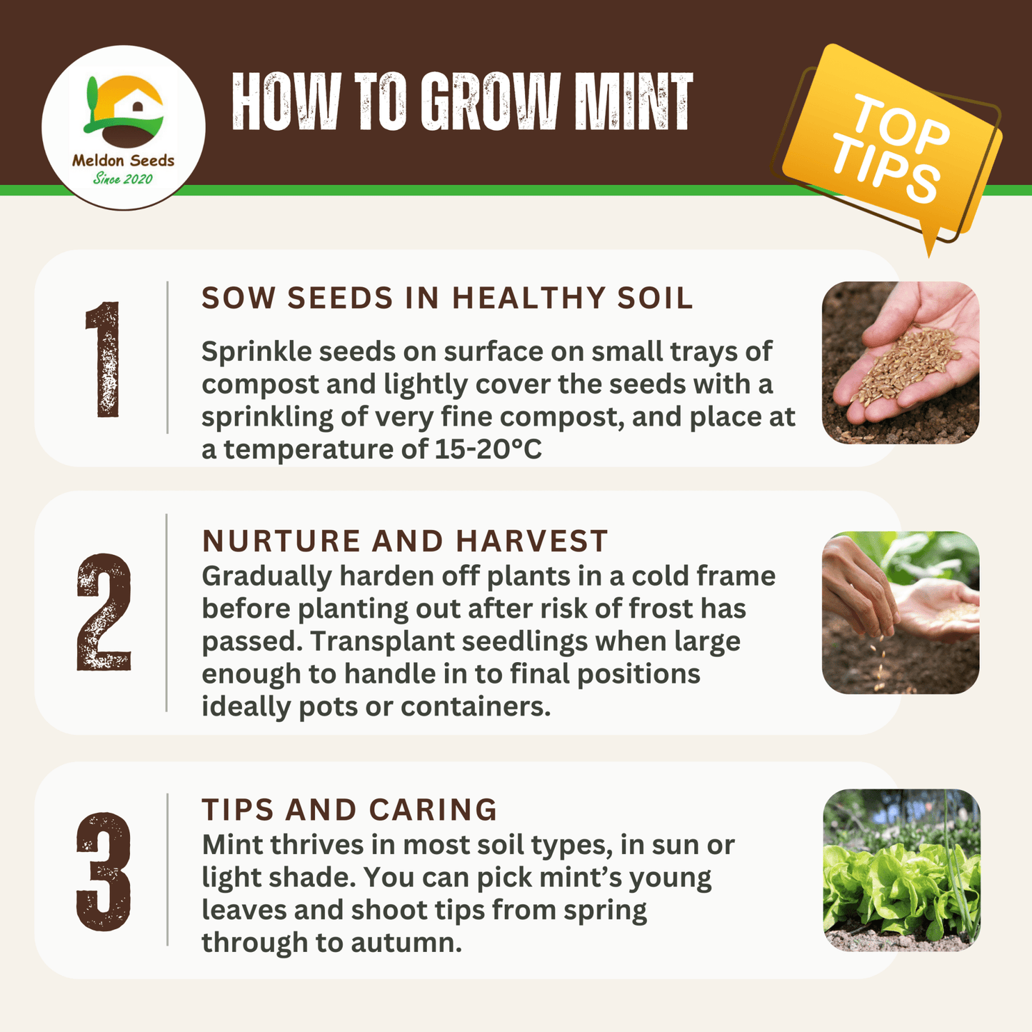 Mint Spearmint 200 Seeds - Chartley Chucks