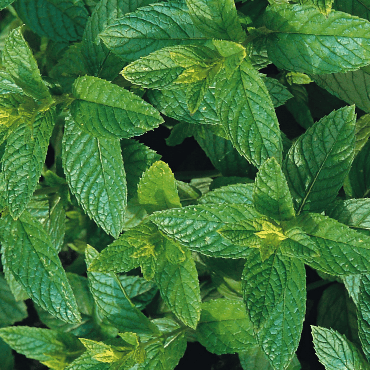 Mint Spearmint 200 Seeds - Chartley Chucks