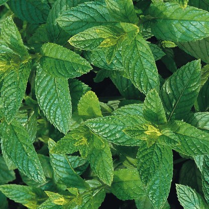 Mint Spearmint 200 Seeds - Chartley Chucks